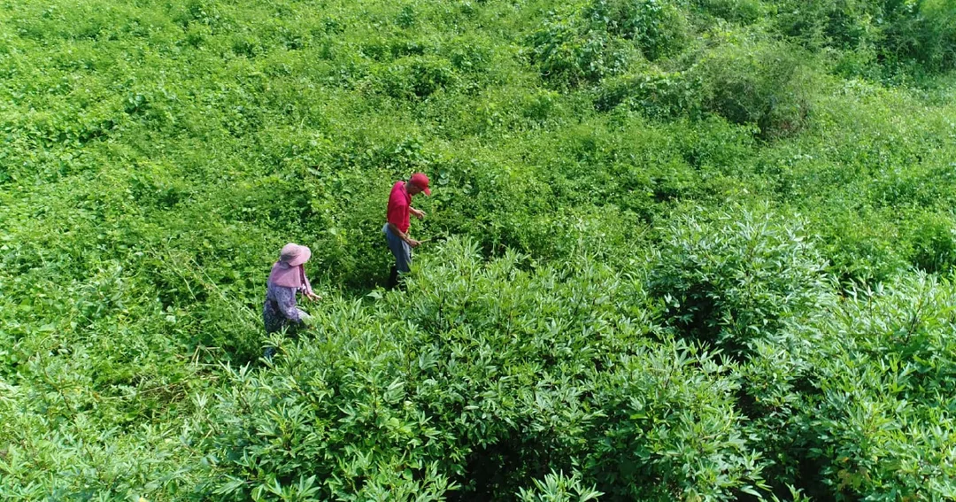 圖片